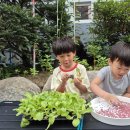 배추모종•무 씨앗 관찰하고 심기 이미지