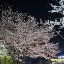 꽃이 피는 3월 일상 일기(못난이 치즈 감자 등)