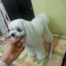백평애견 미용실 이미지