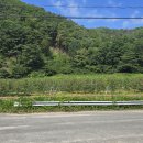 2025년8월24일 낙동정맥 21회차 제13구간 산행기(삼의리삼거리~봉수대~명동산~박점고개~포도산 삼거리) 이미지