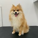 Re Pet 애견샵 이미지