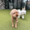스탠독 | 대전애견유치원 피트니스 훈련도 함께 배우는 문화동 스탠독