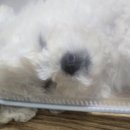 댕댕타임 이미지