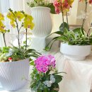 삼거리플라워 이미지