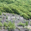 들꽃세상 이미지