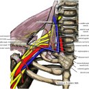 살구나무한의원 이미지