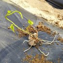 철주농장 이미지