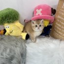 하이펍 강아지고양이 김포본점 이미지