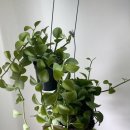 성빈농장 이미지