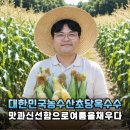 바쁜 저녁에 딱인 대한민국농수산 초당옥수수 간단 레시피 후기