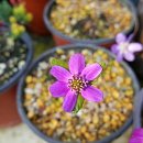 호산나화원 이미지