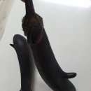 디비자라