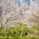 문화유치원 요정들의 음악여행 | 2026 동해 벚꽃명소 수원지 유천문화축제 리얼 후기 (feat. 막걸리 체험)