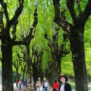 꼬모(COMO) 이미지