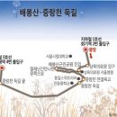 도심속에작은야생화 이미지