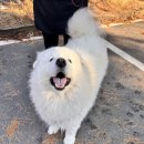 향기롭개 이미지