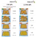 씨없는 청도반시 파는곳 보관법 홍시 후기 추석 과일선물세트