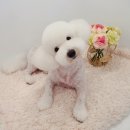 투숑펫살롱 이미지