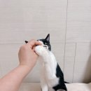 롱런하개 이미지