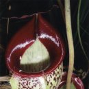 돼지우리 이미지