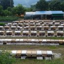 벧엘 양봉 이미지