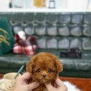 일산 강아지분양 스마트독 이미지