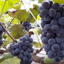 이영식농장 이미지