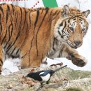 까치랜드 이미지