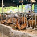 기대축산 이미지