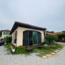 아라뜰데이지 이미지