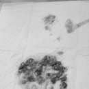 24시프라임동물병원 이미지