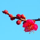 야생초 약 효능 이미지