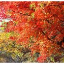 신신건강드림 이미지