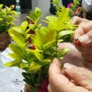 플라워 테라피(A) 이미지