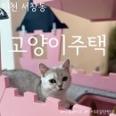 서창다소니어린이집 | 인천이색데이트 고양이주택 서창점에서 심장폭행 당하고 온 후기 인천 아이와갈만한곳 추천