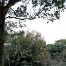 [19.01.08] 카멜리아힐과 해심가든, 새섬, 서귀포 Kal호텔 이미지