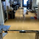 해피애견 | 광주 충장로 애견카페 해피몽 후기