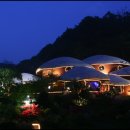 용인나무이야기 이미지