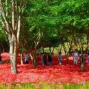 제52차 정기트레킹 함평 용천사~영광 불갑사 트레킹 상사화 축제 탐방 이미지