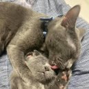 그루밍 사랑 이미지