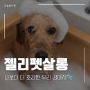 알라꿀 펫살롱 | 배곧 강아지미용 잘하는곳｜젤리펫살롱 목욕 스파 후기