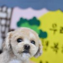 라떼펫살롱 이미지