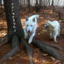 강화애견훈련학교 이미지