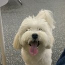견생묭실 | [ 냉큼오레오 ] 견생 두번째 묭실🐶❤️ 강서구 애견미용 내돈내산 후기