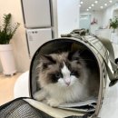 더에스동물병원 이미지