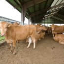 한우 뱅크축산 이미지