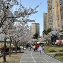 수원 벚꽃 명소 추천 TOP 4곳 주차 팁까지