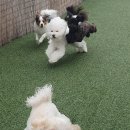 에듀멍 애견유치원 호텔 네이버블로그