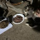 세명사료 | 14627번째 길냥이 입양 고민 | 새해 건강검진 , 동기 모임 in 추억의 애슐리 | 집밥 &amp; 설거지봇 일상