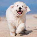 골든당구장 이미지